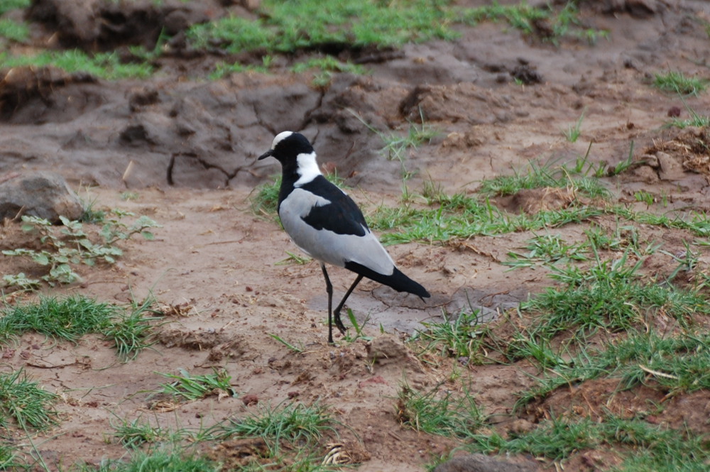 Tanzania - Pavoncella fabbro (Vanellus armatus)